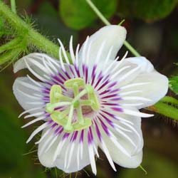Passiflora blanca